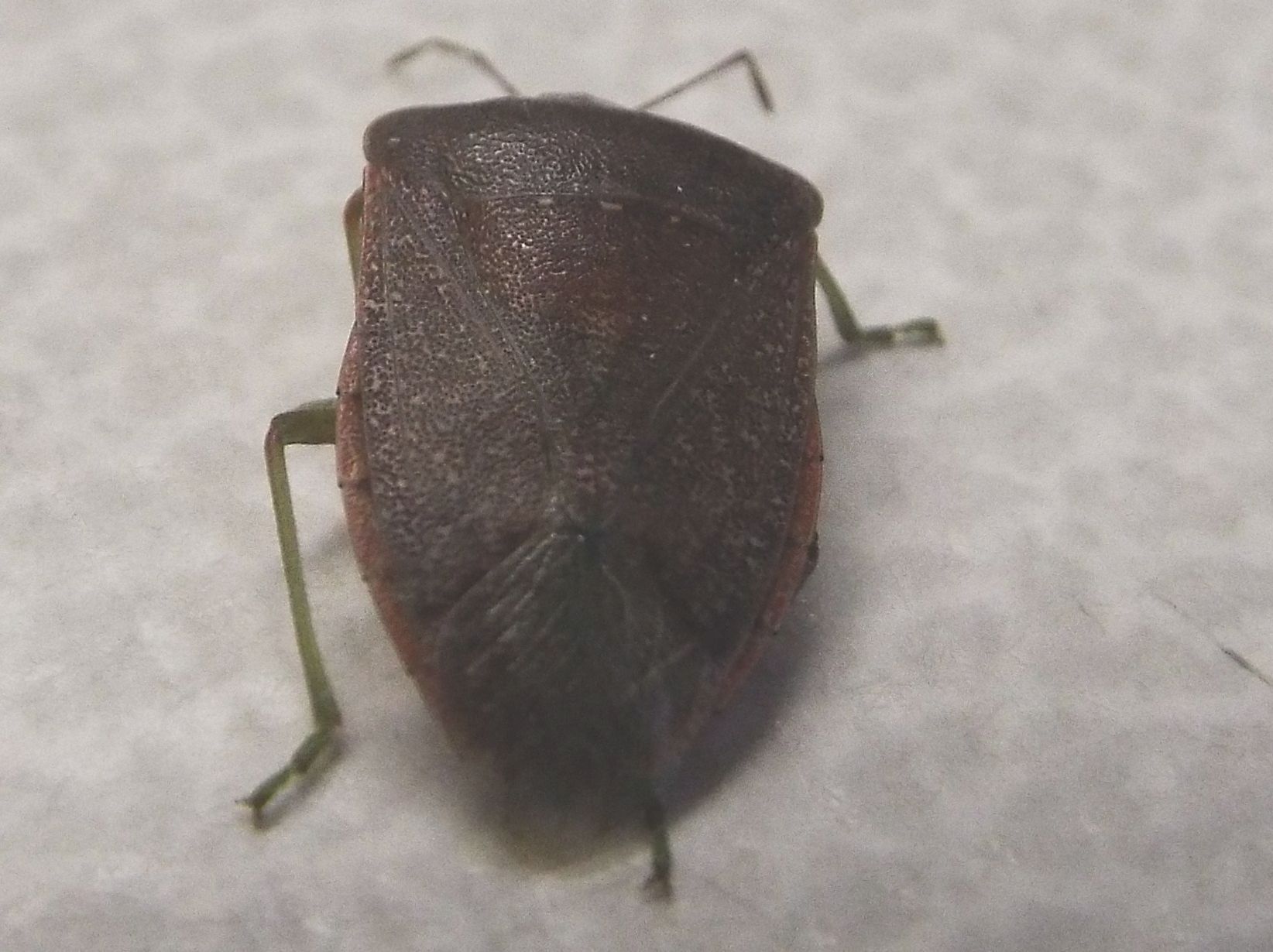 Pentatomidae: Nezara viridula scura